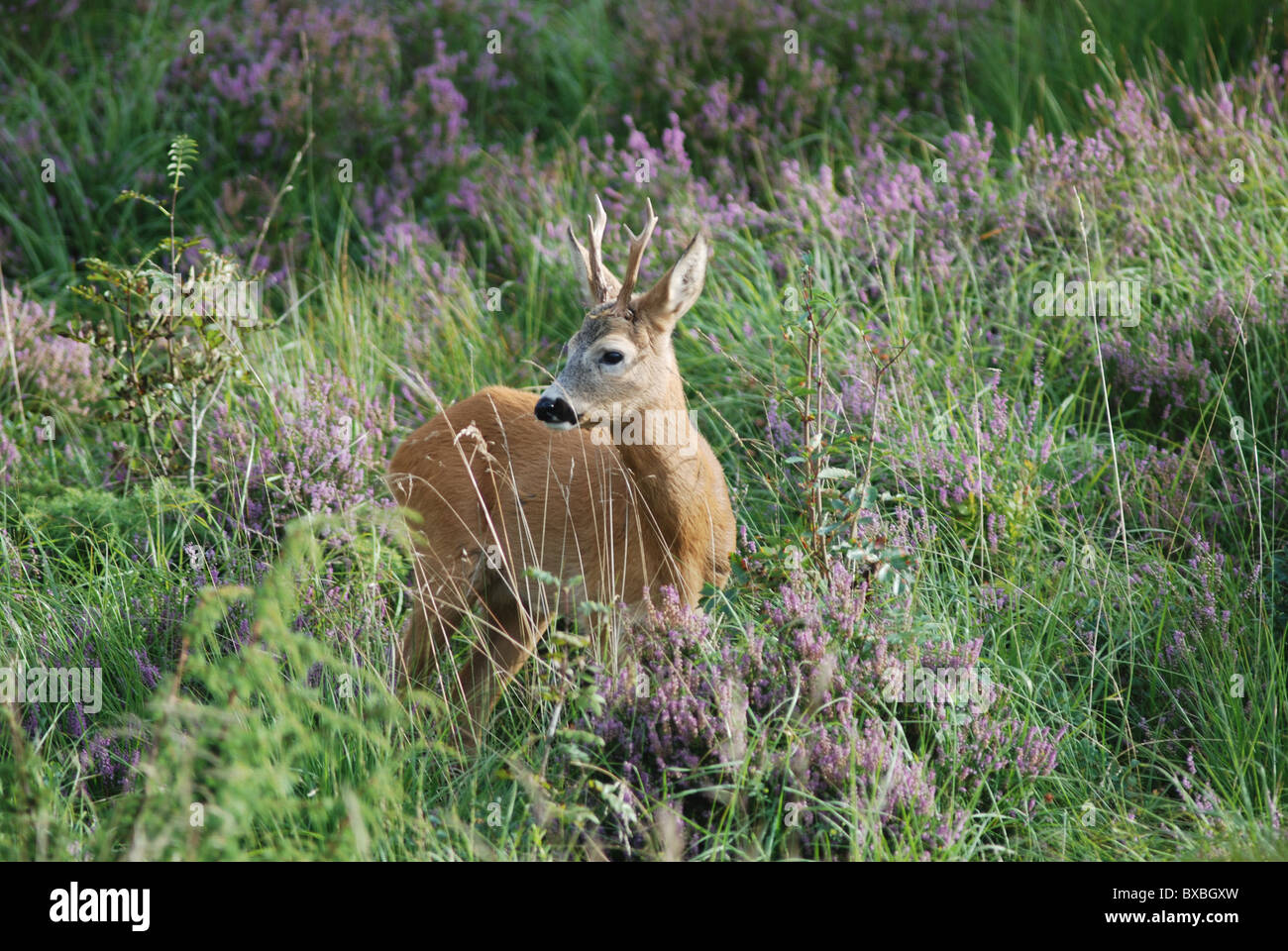 Male deer Stock Photo