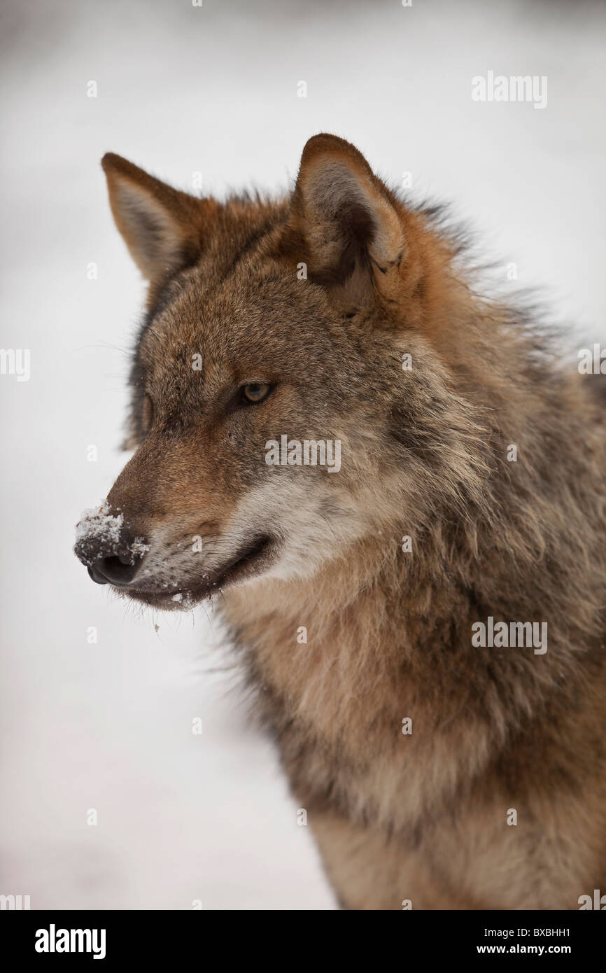 Wolf (Canis lupus), Weilburg zoo, Hesse, Germany, Europe Stock Photo