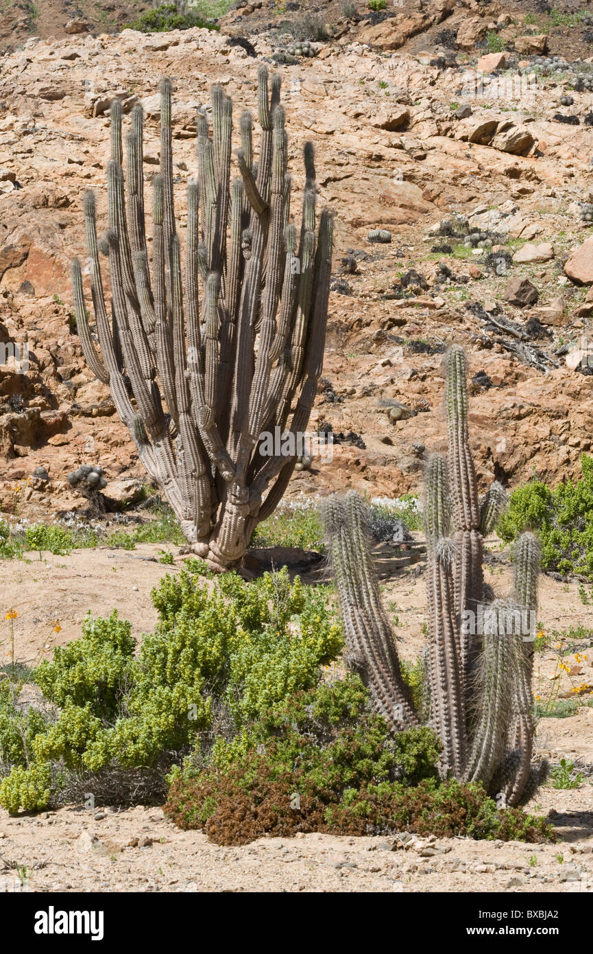Eulychnia breviflora during desierto florido Quebrada del Castillo Park National Pan de Azucar Atacama (III) Chile 2010 Stock Photo