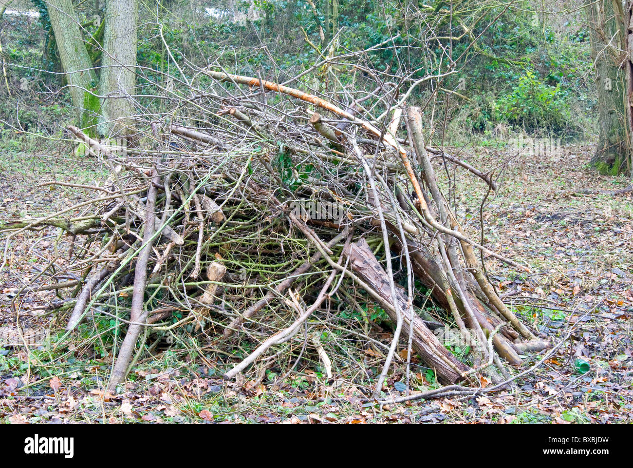 Pile of twigs and branches Stock Photo Alamy
