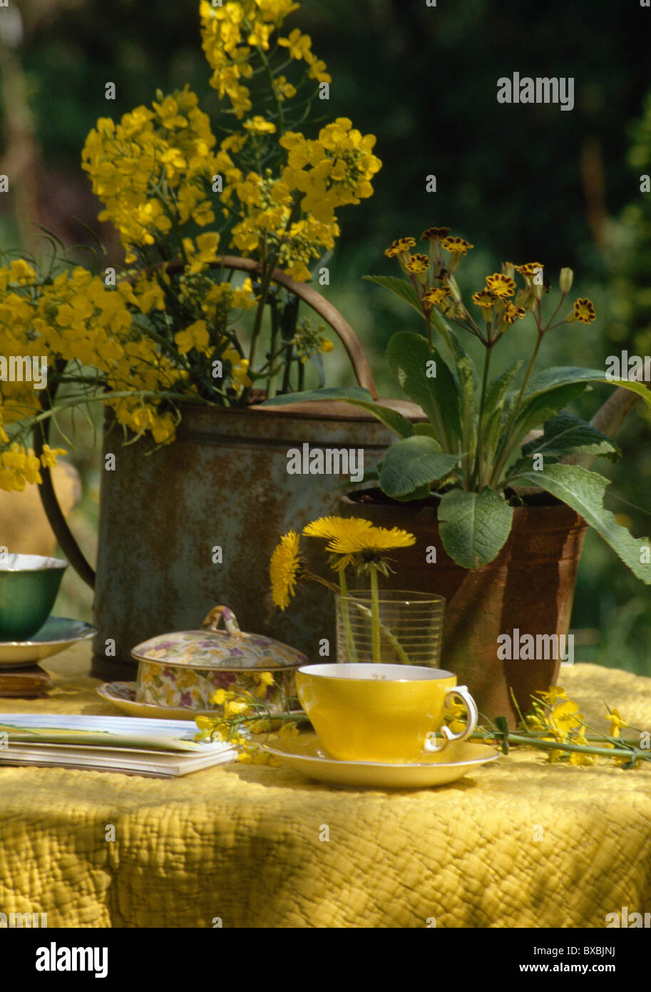 Still-Life of yellow china cup and pots of  yellow wallflowers and primula auricula on table with yellow quilted cloth Stock Photo
