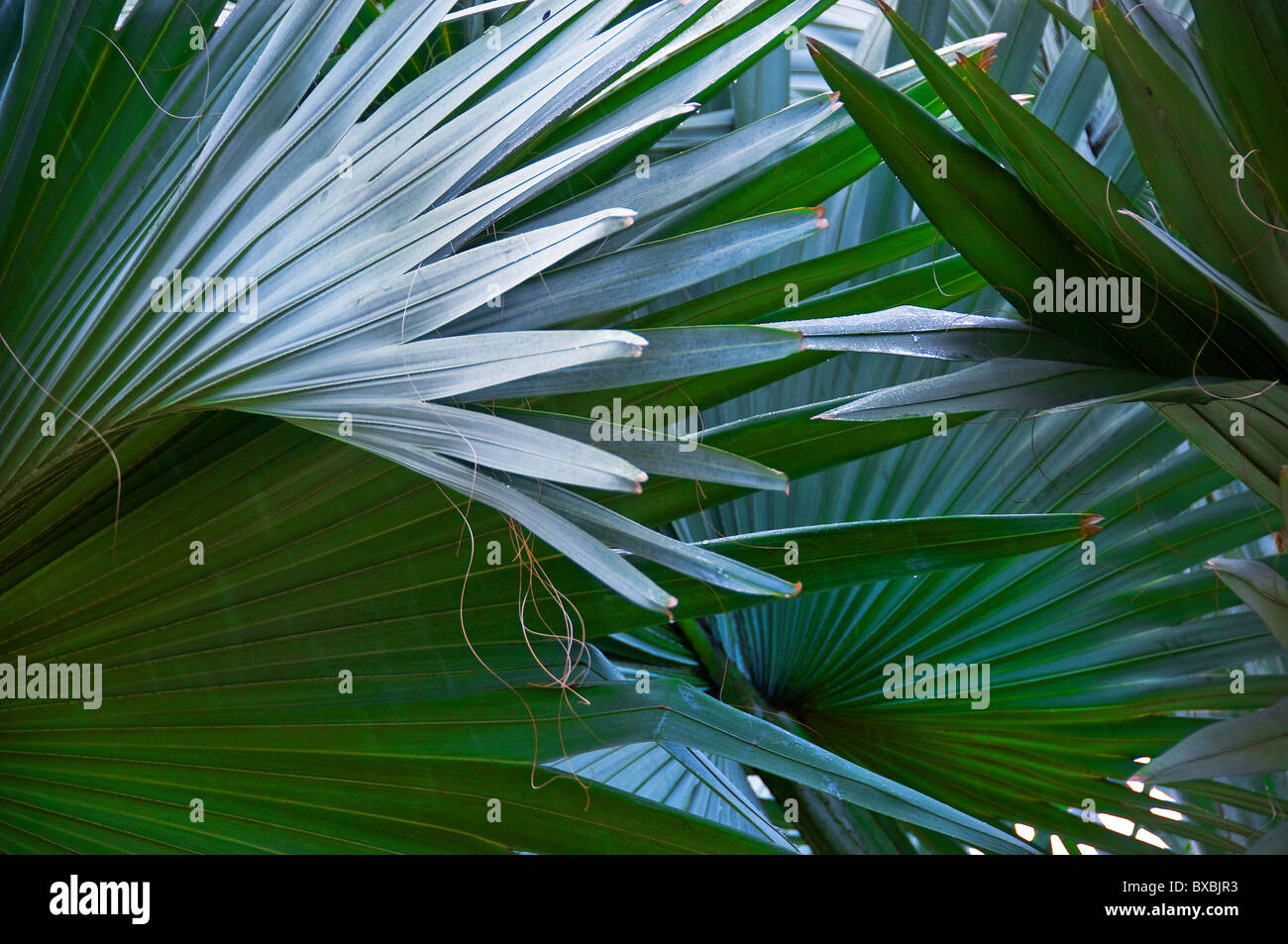 Leaves of a palm tree in Kuala Lumpur.  Photo by Gordon Scammell Stock Photo