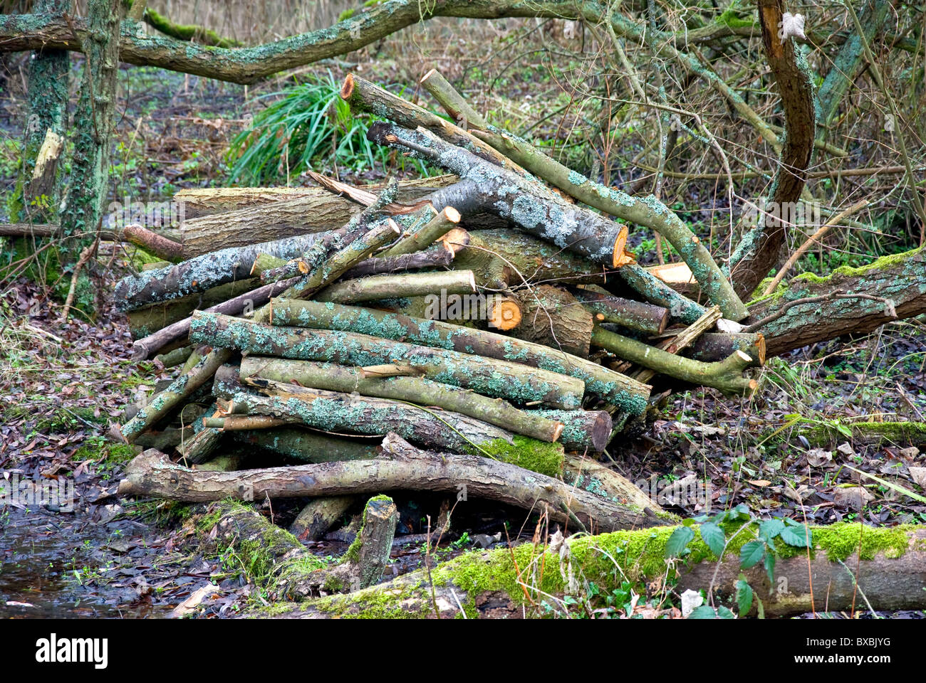 Pile of cut branches hi-res stock photography and images - Alamy