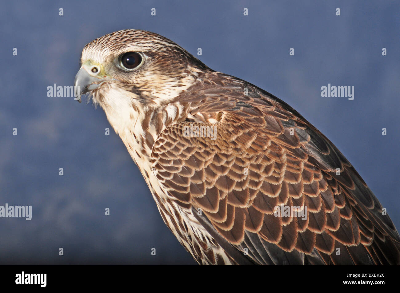 Peregrine Falcon, Saker hybrid, cross, falco peregrinus, falco cherrug, head and shoulder shot, bird of prey Stock Photo