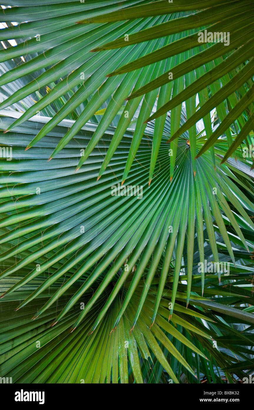 Palm tree leaves in Malaysia. Stock Photo