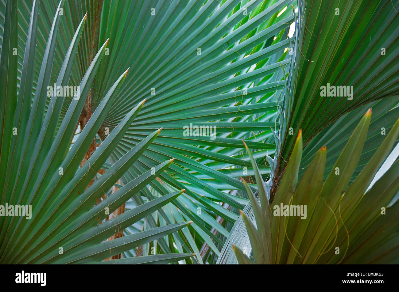 Palm tree leaves in Malaysia.  Photo by Gordon Scammell Stock Photo
