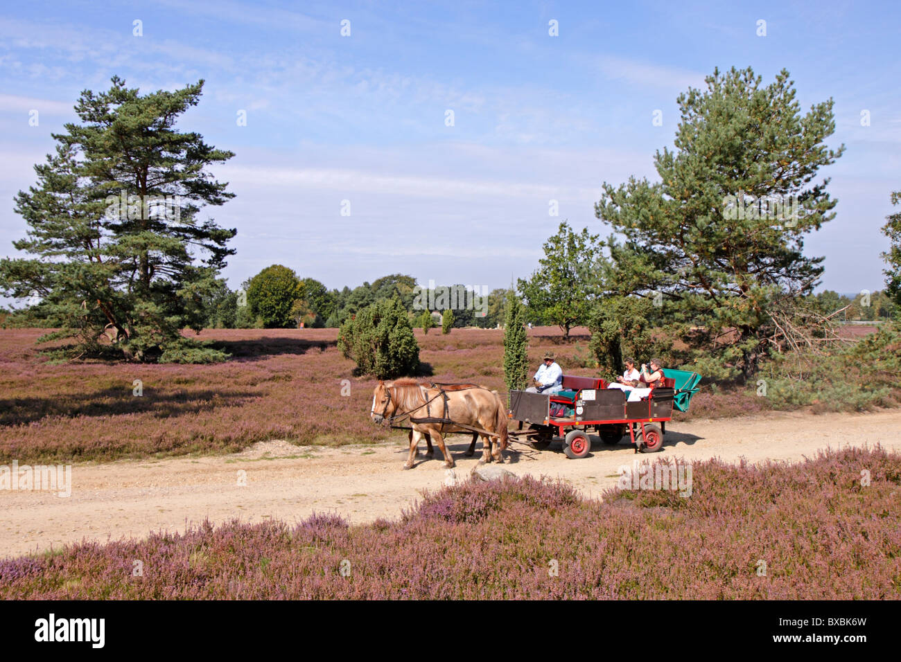 horse-cart ride through Luneburg Heath, Lower Saxony, Germany Stock Photo