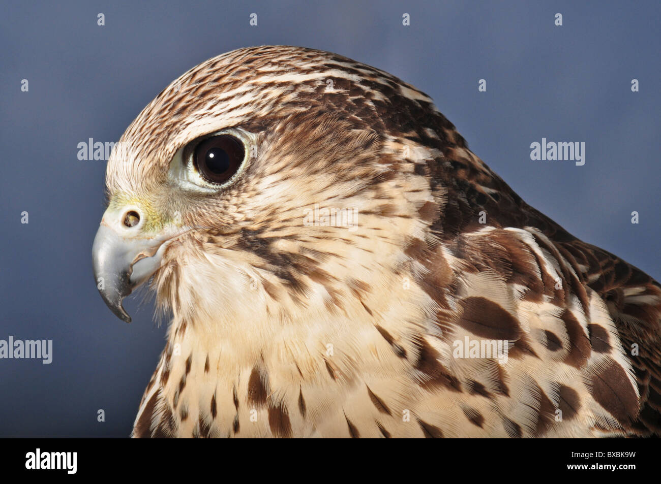 Peregrine Falcon, Saker hybrid, cross, falco peregrinus, falco cherrug, head shot in profile, bird of prey Stock Photo