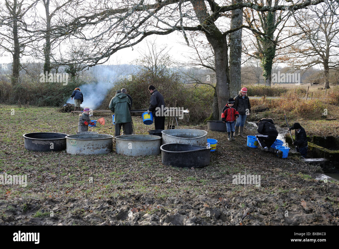 People sorting the fish after emptying and cleaning the lake Stock Photo