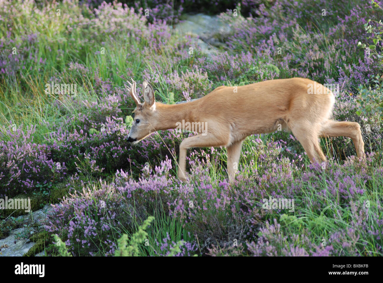 Deer, summer, heather Stock Photo Alamy