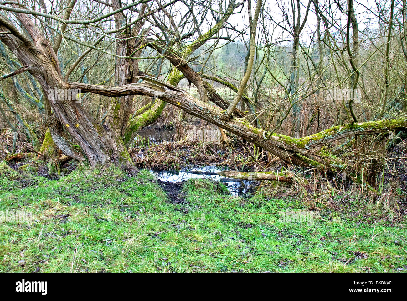 Fallen Branch High Resolution Stock Photography and Images Alamy