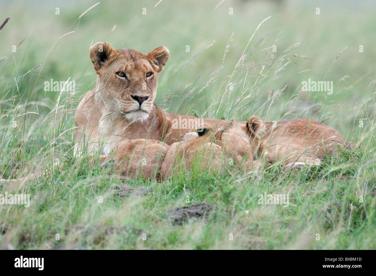 African Lioness and Cubs Stock Photo