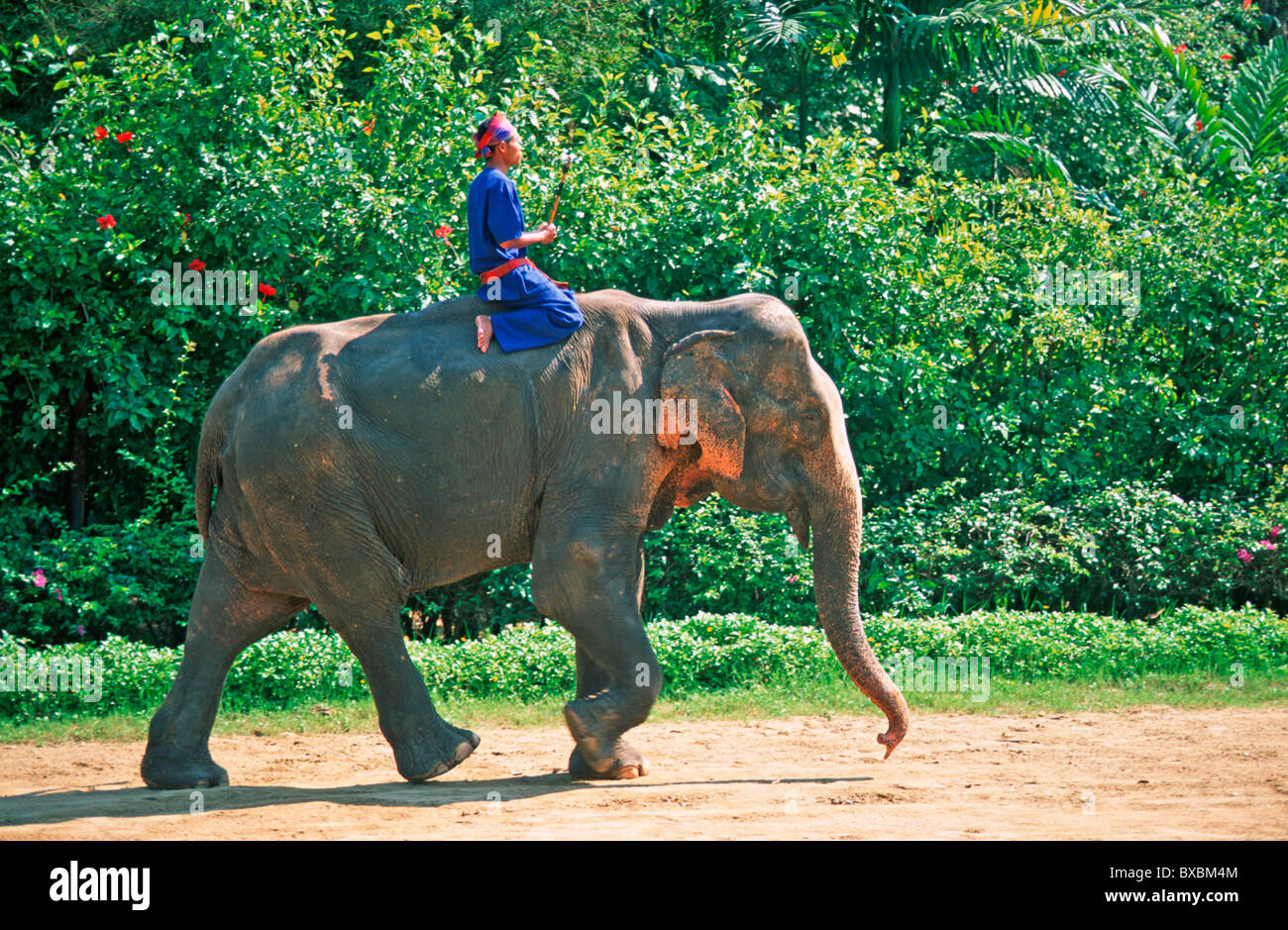 a man riding an elephant at Samphran Elephant Ground near Bangkok in