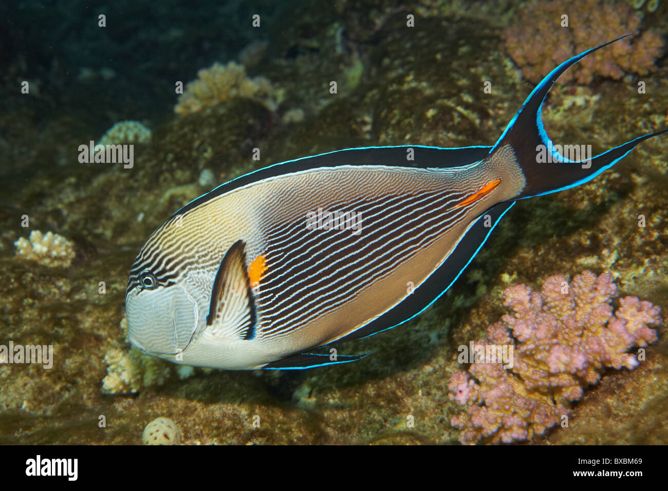 Surgeon fish - Acanthurus sohal - Acanthuridae - Coral reef in Red Sea Stock Photo