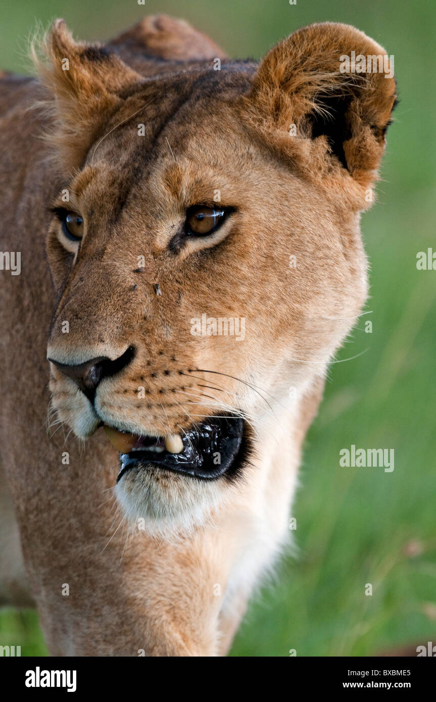 Lioness Portrait Stock Photo