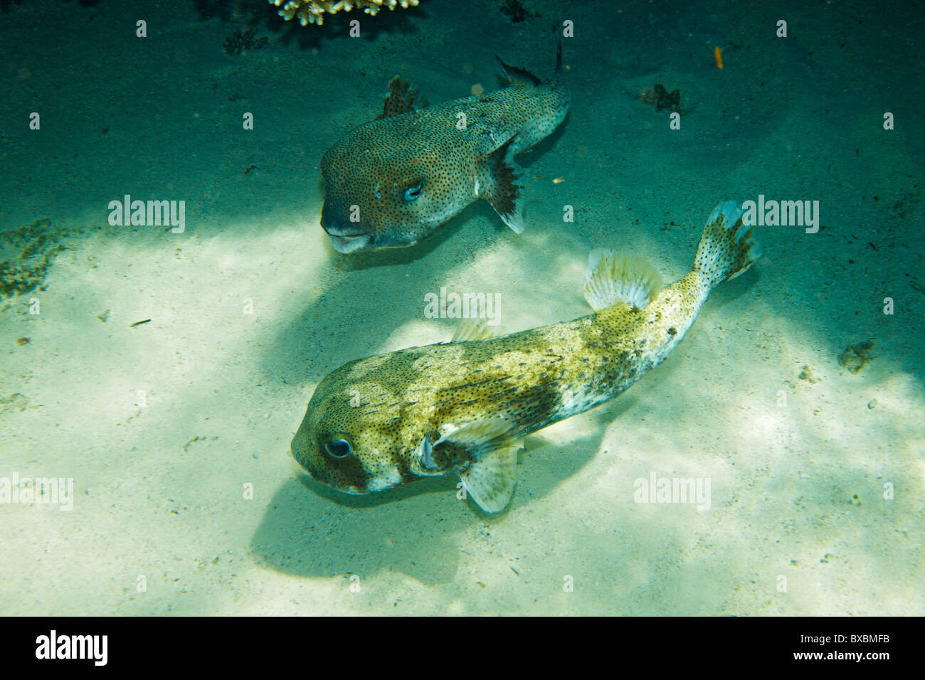 Diodon hystrix - Diodontidae - Pair of fishes in Red Sea Stock Photo