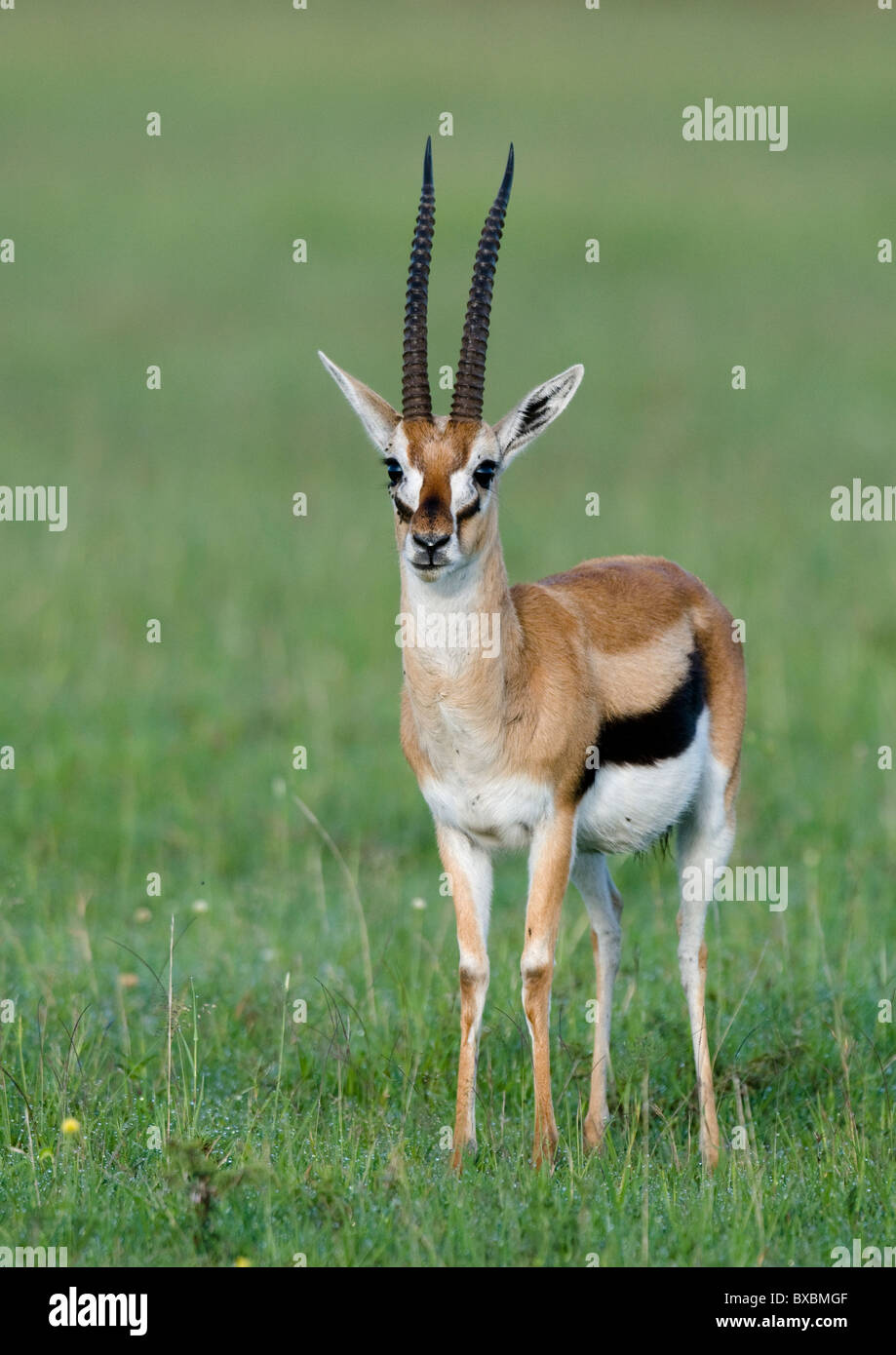 Thompson's gazelle Stock Photo