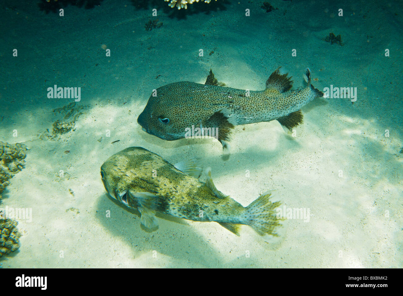 Diodon hystrix - Diodontidae - Pair of fishes in Red Sea Stock Photo