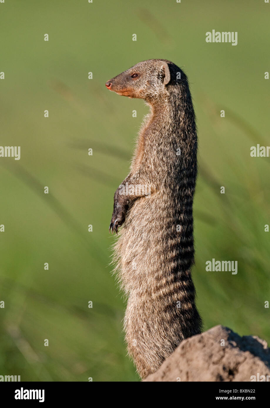 Banded Mongoose on Termite Mound Stock Photo