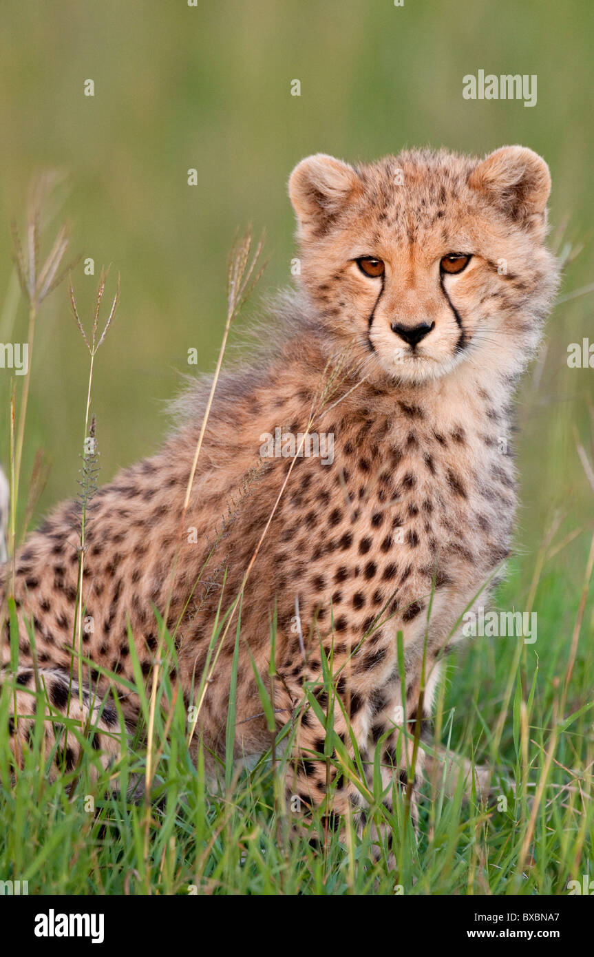 Cheetah Stock Photo