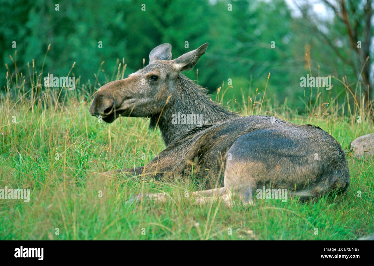 cow elk resting in the high grass at an Elk Park near Kosta in the