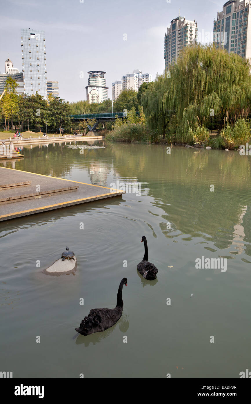 Black swans and turtle in lake, Xujiahui Park, Shanghai, China Stock Photo