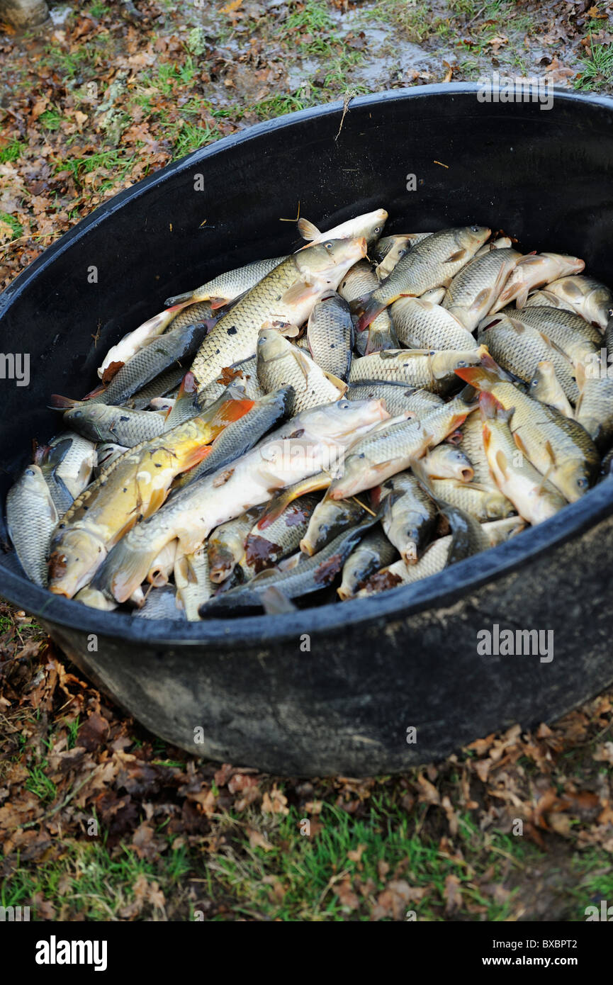 A selection of fish in a tub Stock Photo
