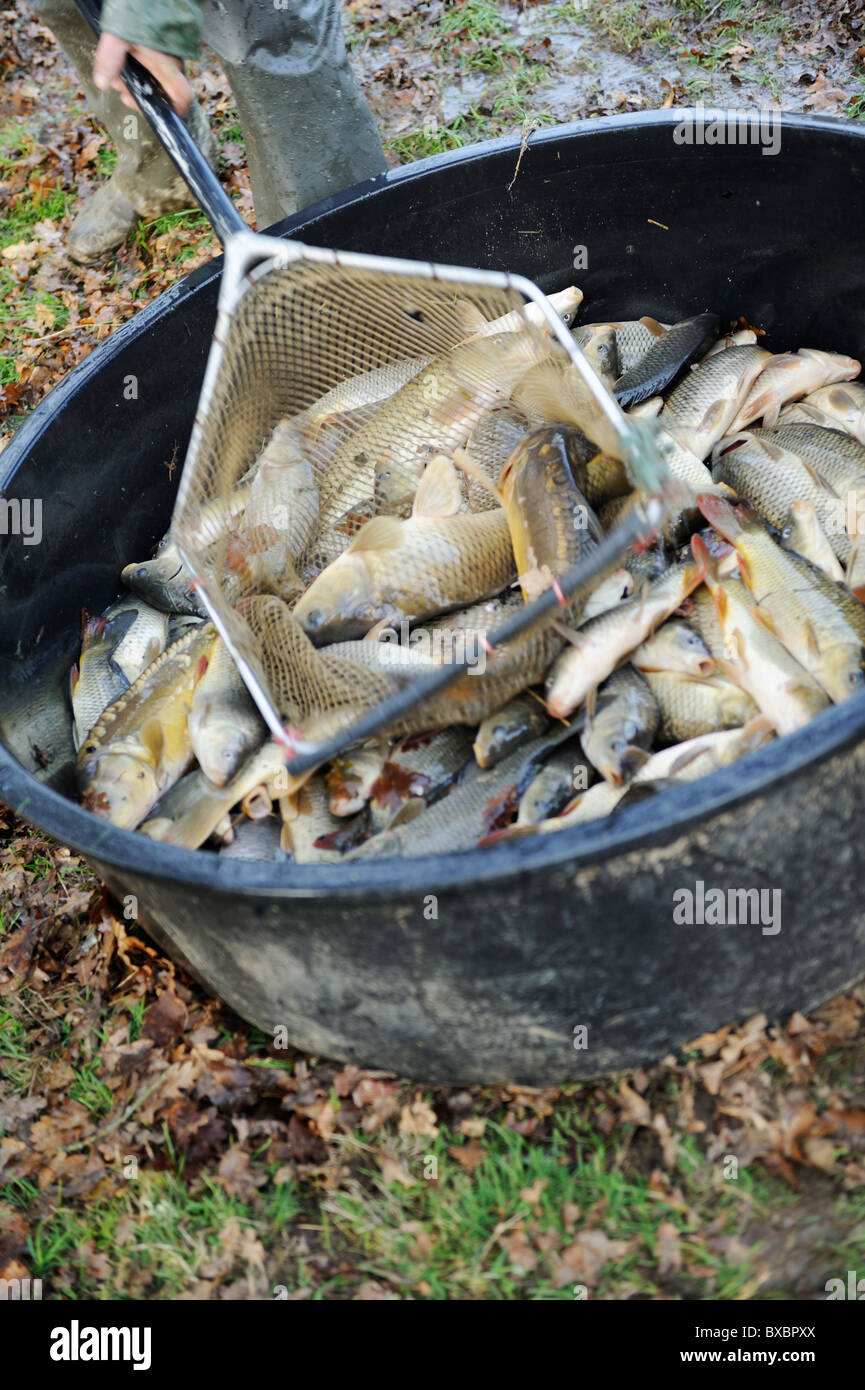 A selection of Fish in a tub. Stock Photo