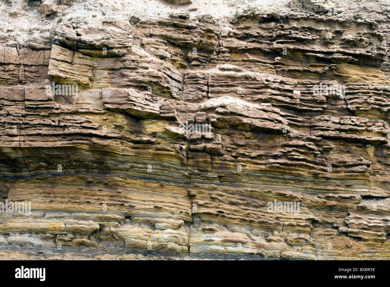 Sandstone rock strata on a small cliff south of Craster Northumberland England Stock Photo