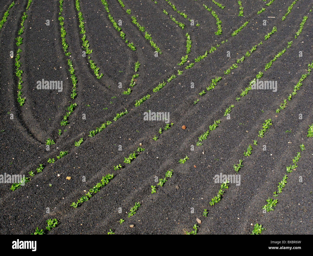 Young plants on a field with lava soil, Lanzarote, Canary Islands, Spain, Europe Stock Photo