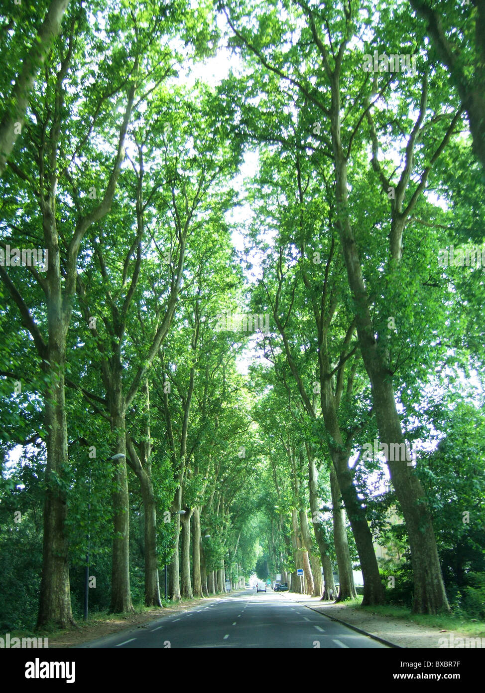 A beautiful French tree lined avenue Stock Photo Alamy