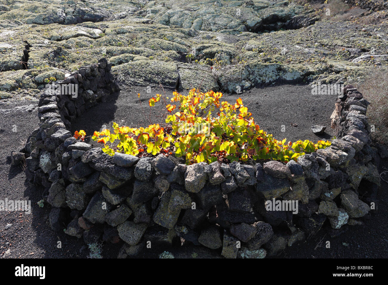 Grapevine surrounded by a moon-shaped stone wall, La Geria, Lanzarote, Canary Islands, Spain, Europe Stock Photo