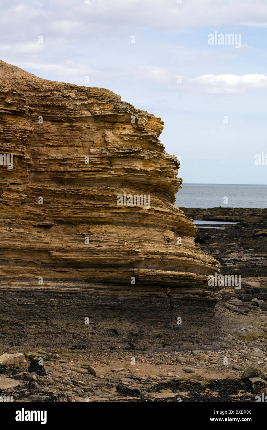 Sandstone rock strata on a small cliff south of Craster Northumberland England Stock Photo