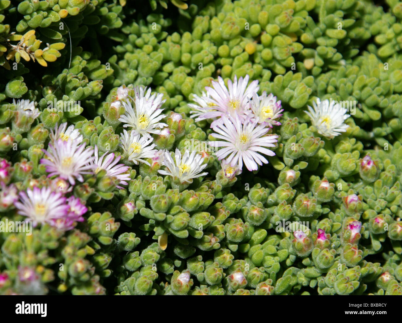 Small Ice Plant, Cape Peninsular, South Africa. Probably Showy Dewflower or Ice Plant, Drosanthemum floribundum, Aizoaceae. Stock Photo