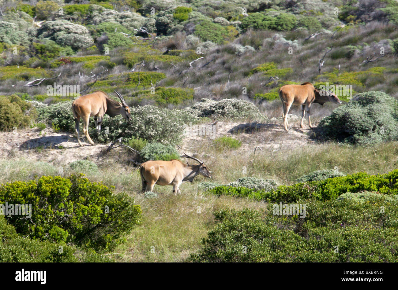 A Group of Three Common or Southern Eland, Taurotragus oryx, at Cape Point, Cape Peninsular, South Africa. Stock Photo