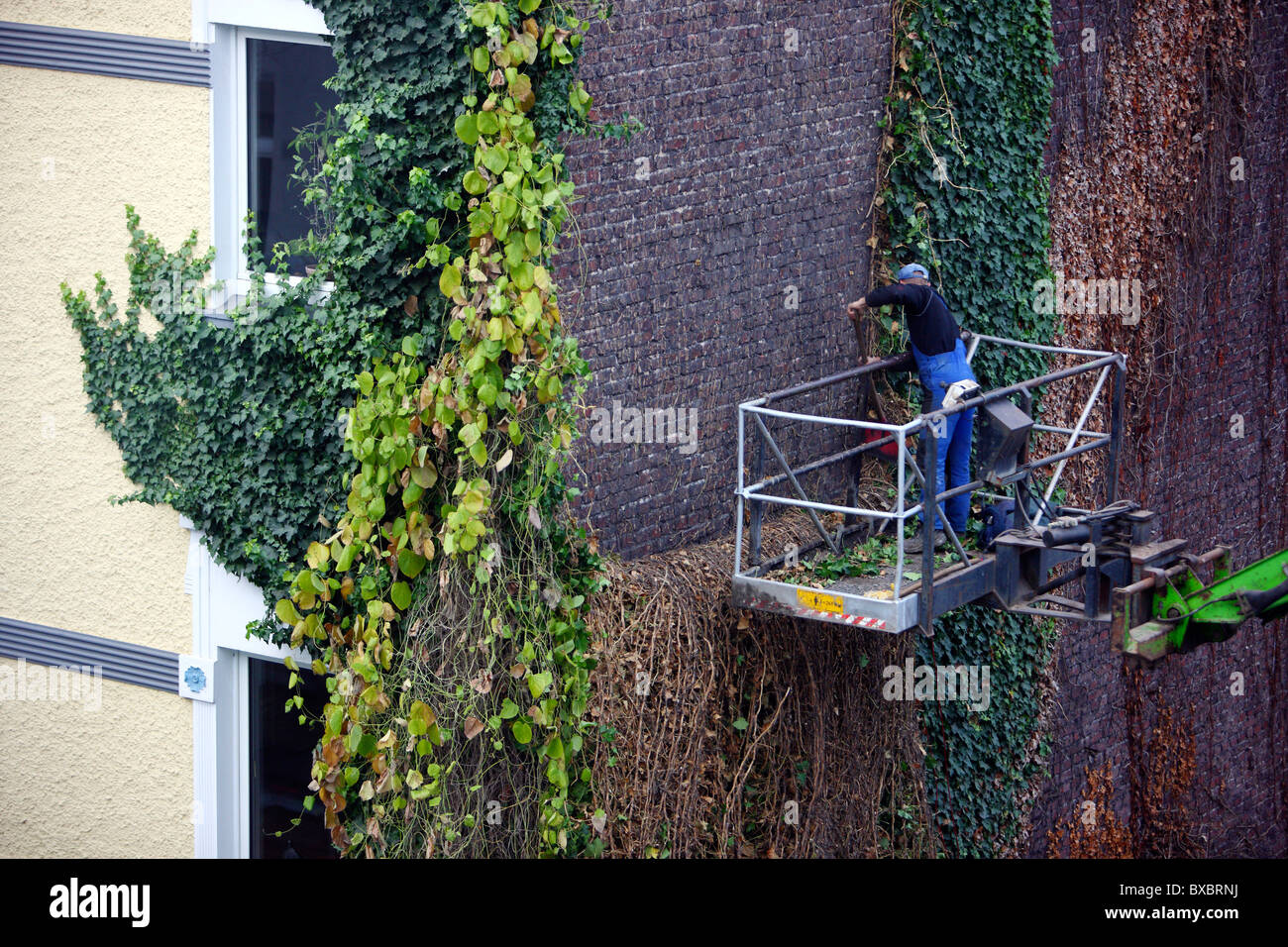 Ivy-clad wall of a house is cleaned. The ivy will by complete removed from the brick wall. Stock Photo