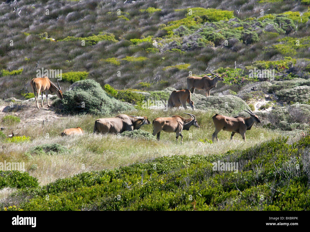A Group of Seven Common or Southern Eland, Taurotragus oryx, at Cape Point, Cape Peninsular, South Africa. Stock Photo