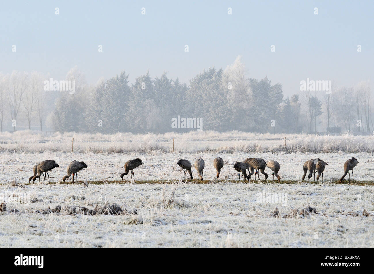 Flock of juvenile Common / Eurasian cranes (Grus grus) foraging for grain scattered for them on frozen, snow covered pastureland Stock Photo