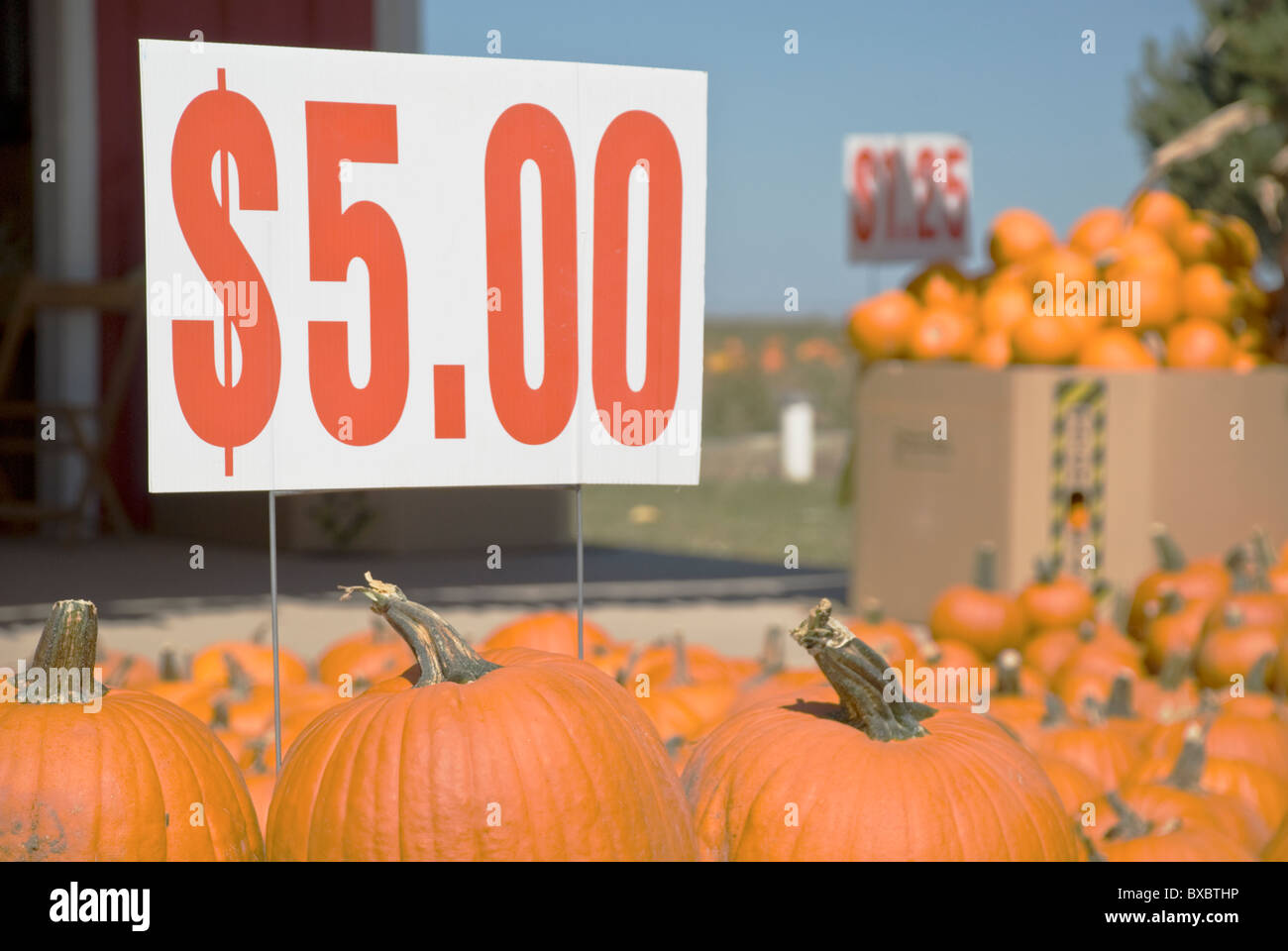 Five dollar pumpkins are advertised at a pumpkin stand in Estancia, New