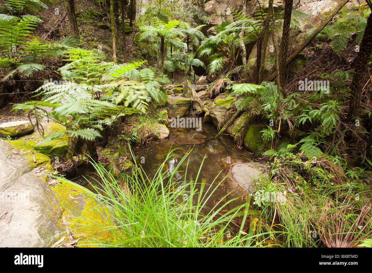 Ward's Canyon, Carnarvon Gorge, Carnarvon National Park, Injune, Queensland Stock Photo