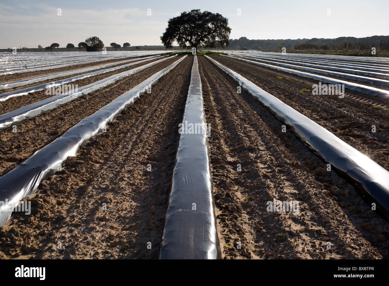 Field vegetable covered plastic agriculture hires stock photography
