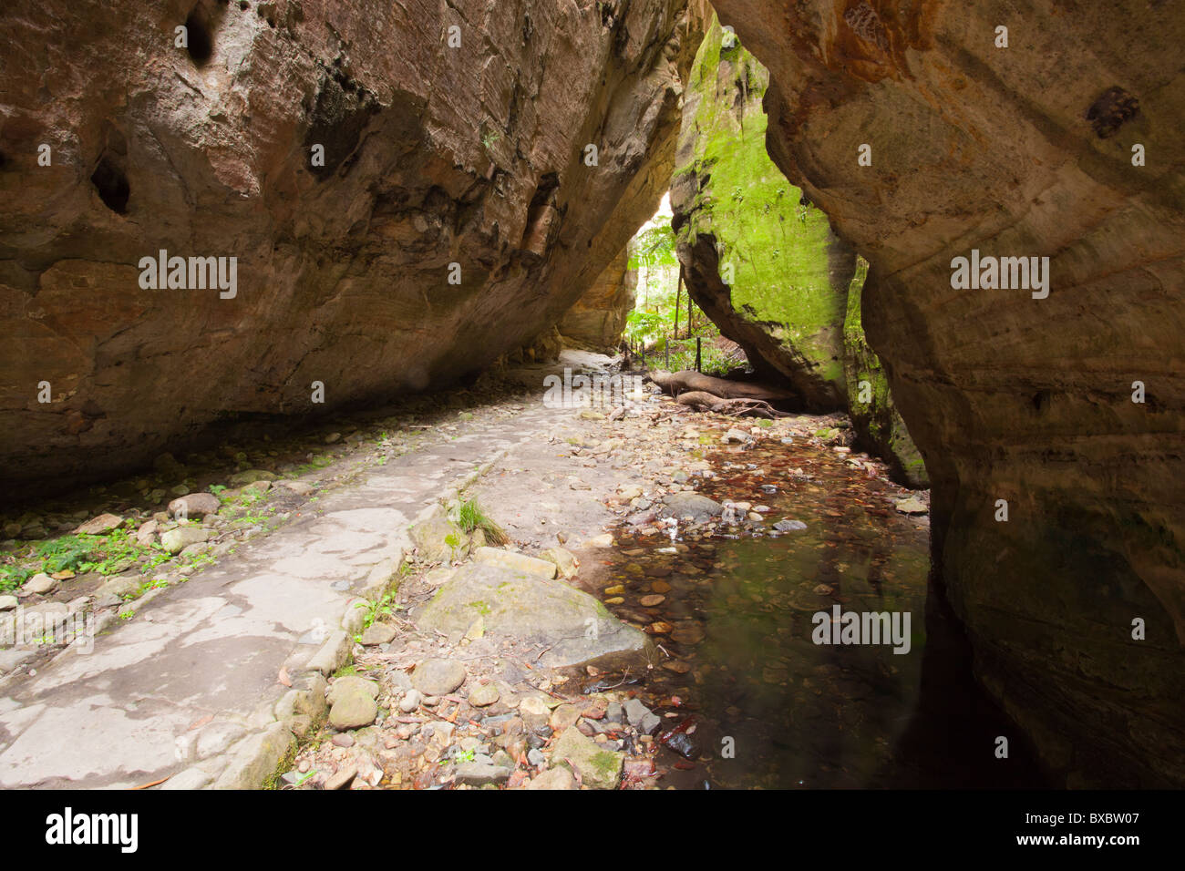 Ward's Canyon, Carnarvon Gorge, Carnarvon National Park, Injune, Queensland Stock Photo