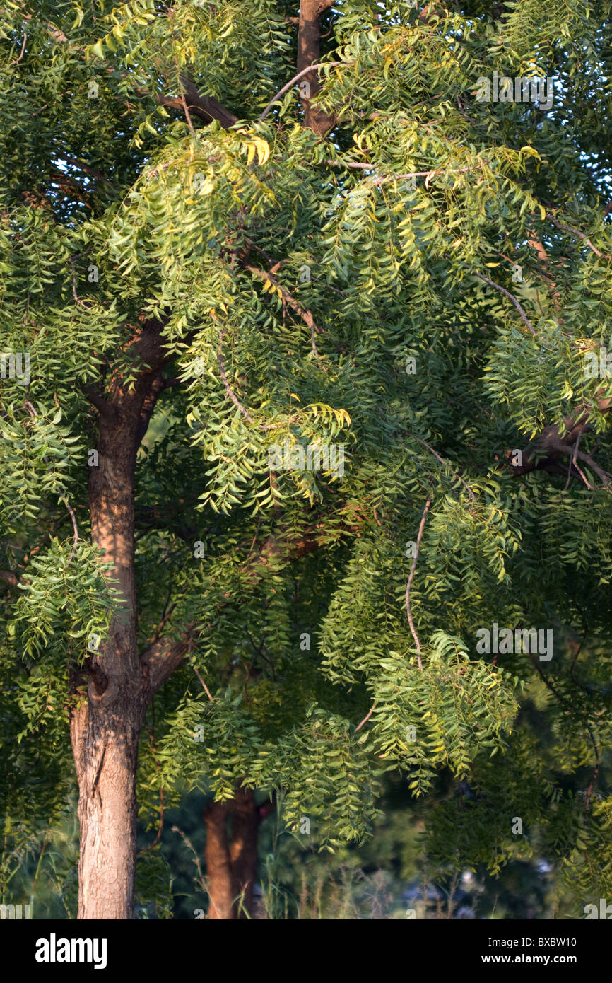 Neem tree (Azadirachta indica) Stock Photo