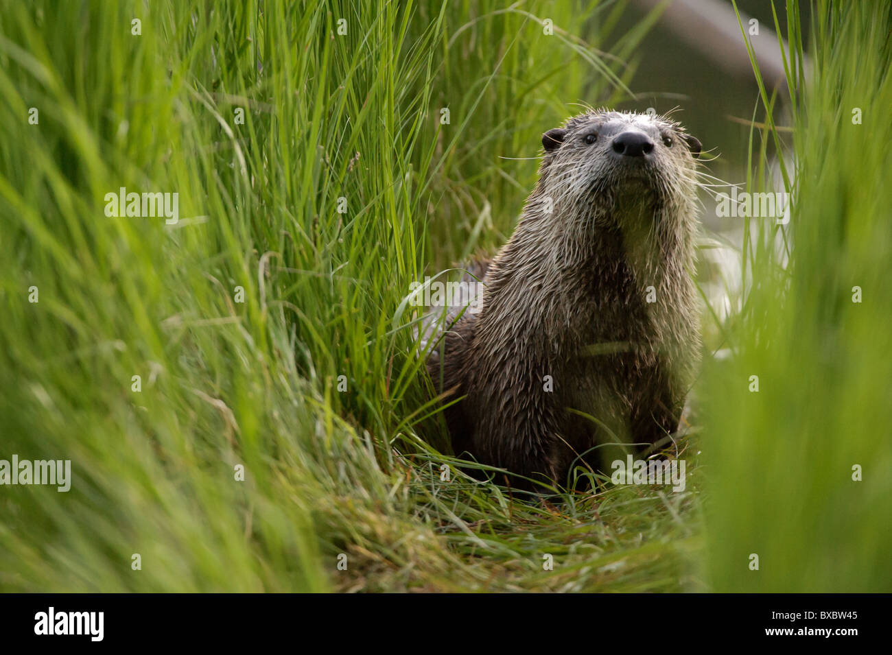 A female adult Northern River Otter (Lontra canadensis) stares through a tunnel of tall grass. Stock Photo
