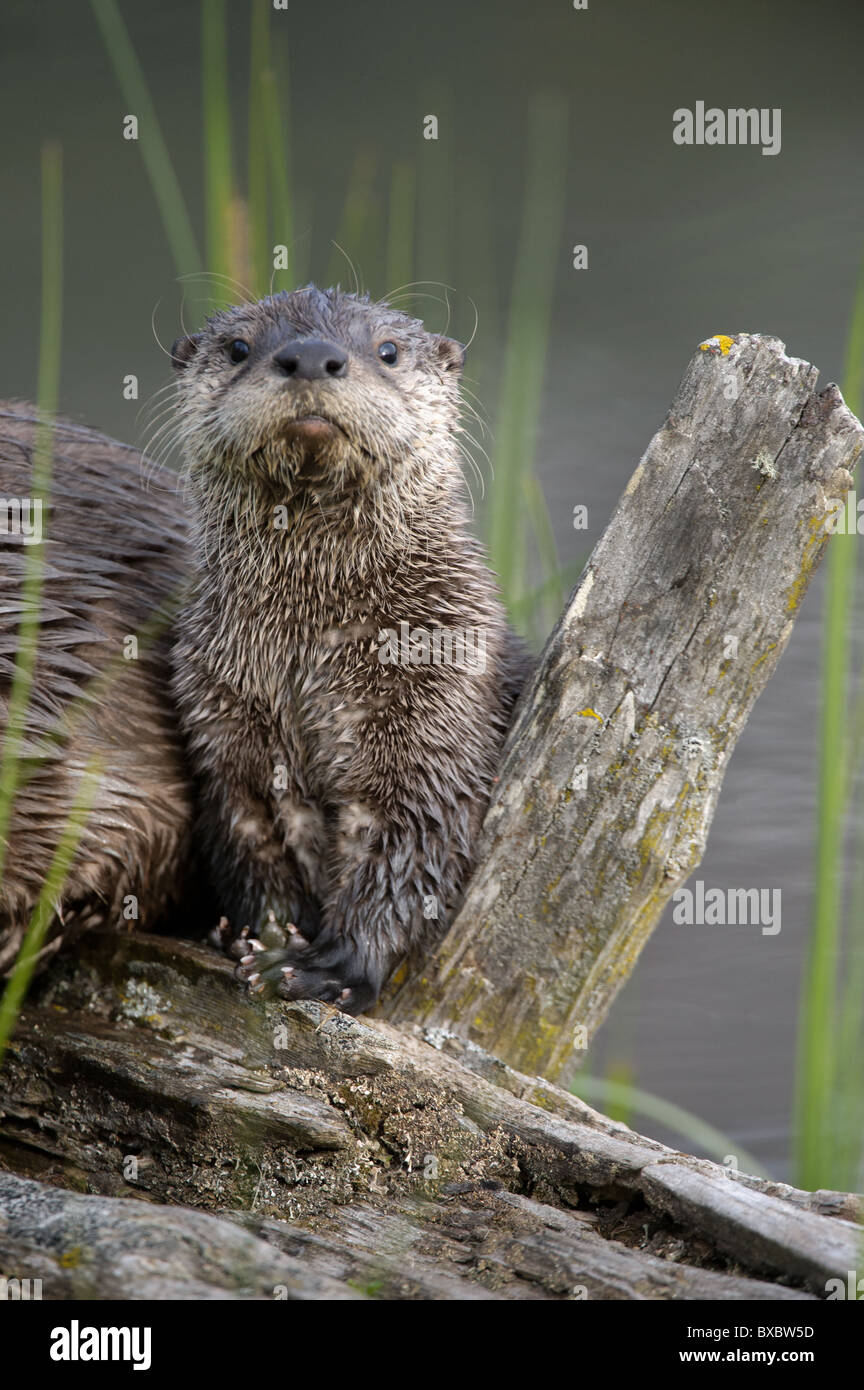 A young northern river otter pup sits on a log next to his mother. Stock Photo