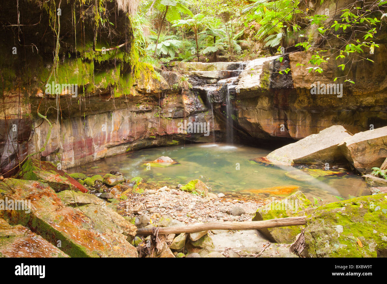 Moss Garden in Carnarvon Gorge, Carnarvon National Park, Injune, Queensland Stock Photo
