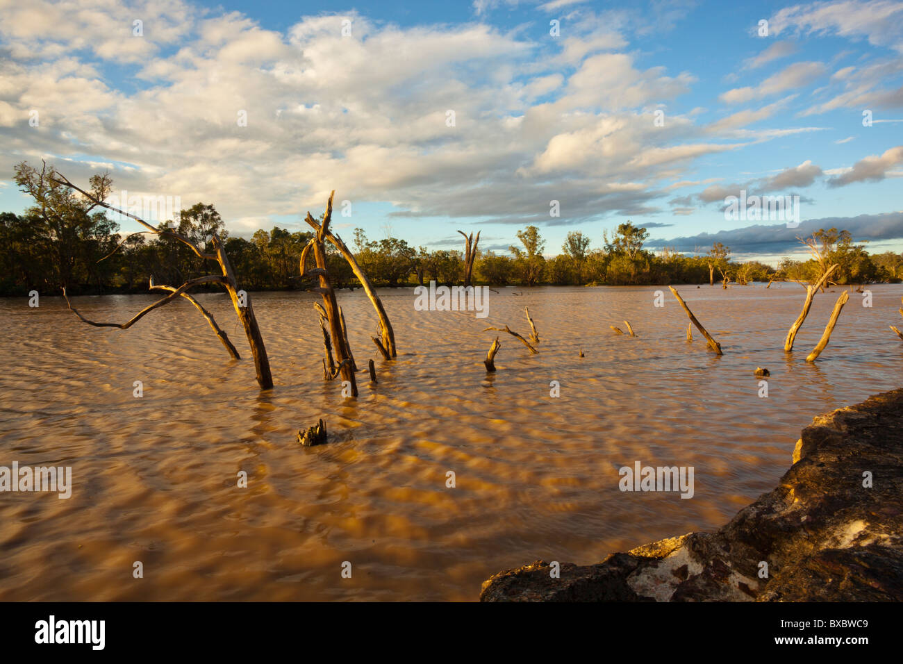 Sunset on the flooded dead trees on the Balonne River near St George, southern Queensland Stock Photo