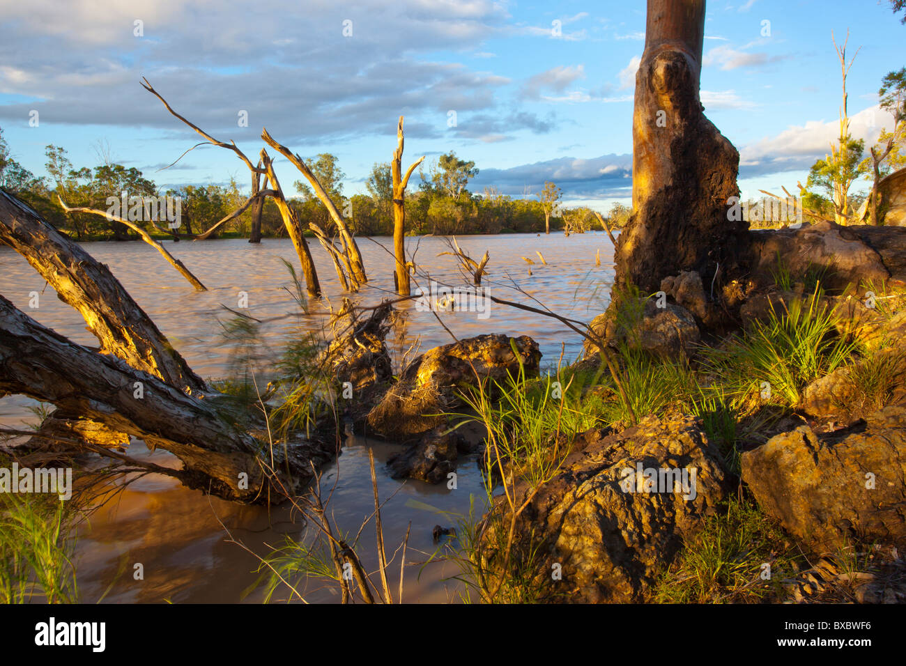 Sunset on the flooded dead trees on the Balonne River near St George, southern Queensland Stock Photo