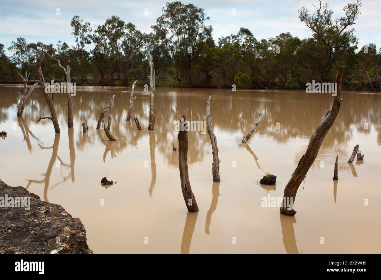 Dead River Red Gums in the flooded Balonne River near St George in southern Queensland Stock Photo