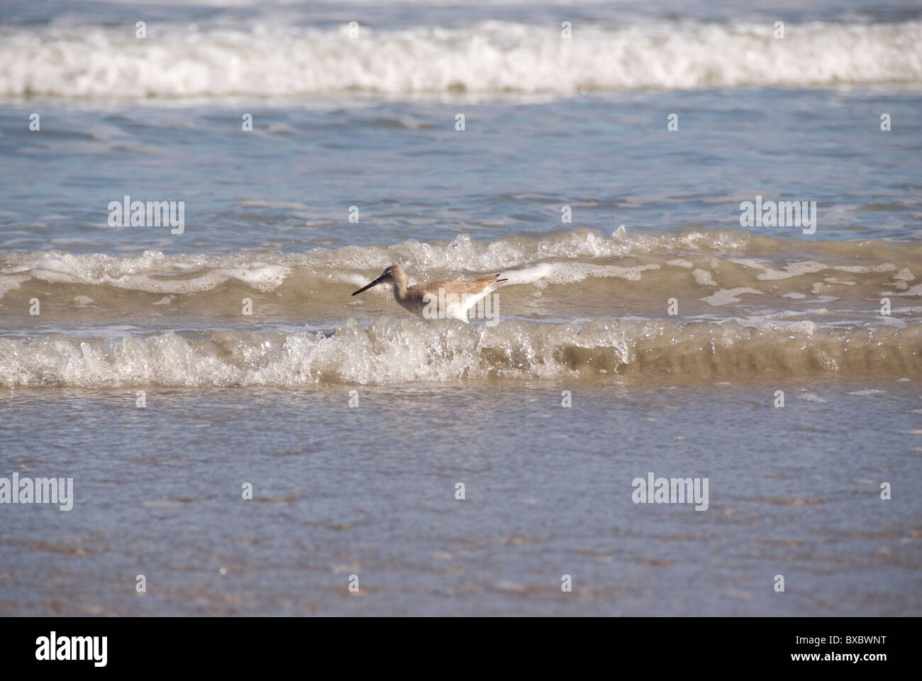 Shorebird, probably of the sandpiper family, walking in surf, looking for food, Cocoa Beach, Florida, USA Stock Photo